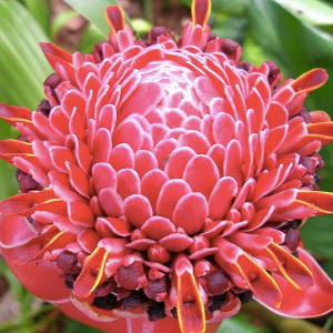 288 - ROSA PORCELANA 1PZ