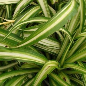 326 - LISTONES (ARAÑITAS) PLANTA 1PZ