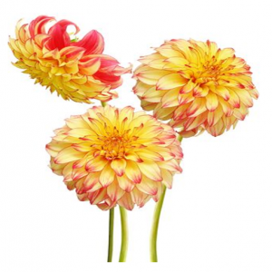 252- DALIA PLANTA 1PZ