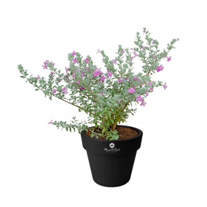470-CENIZO PLANTA 1PZ